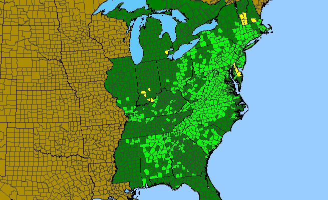 The range of Pycnanthemum incanum